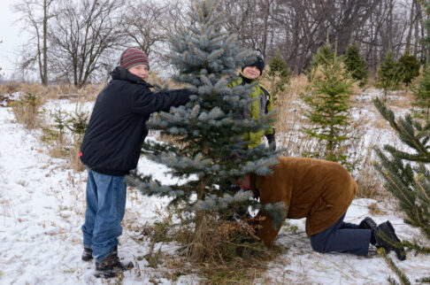 "2 boys holding fur tree, while father cutting it with a saw"