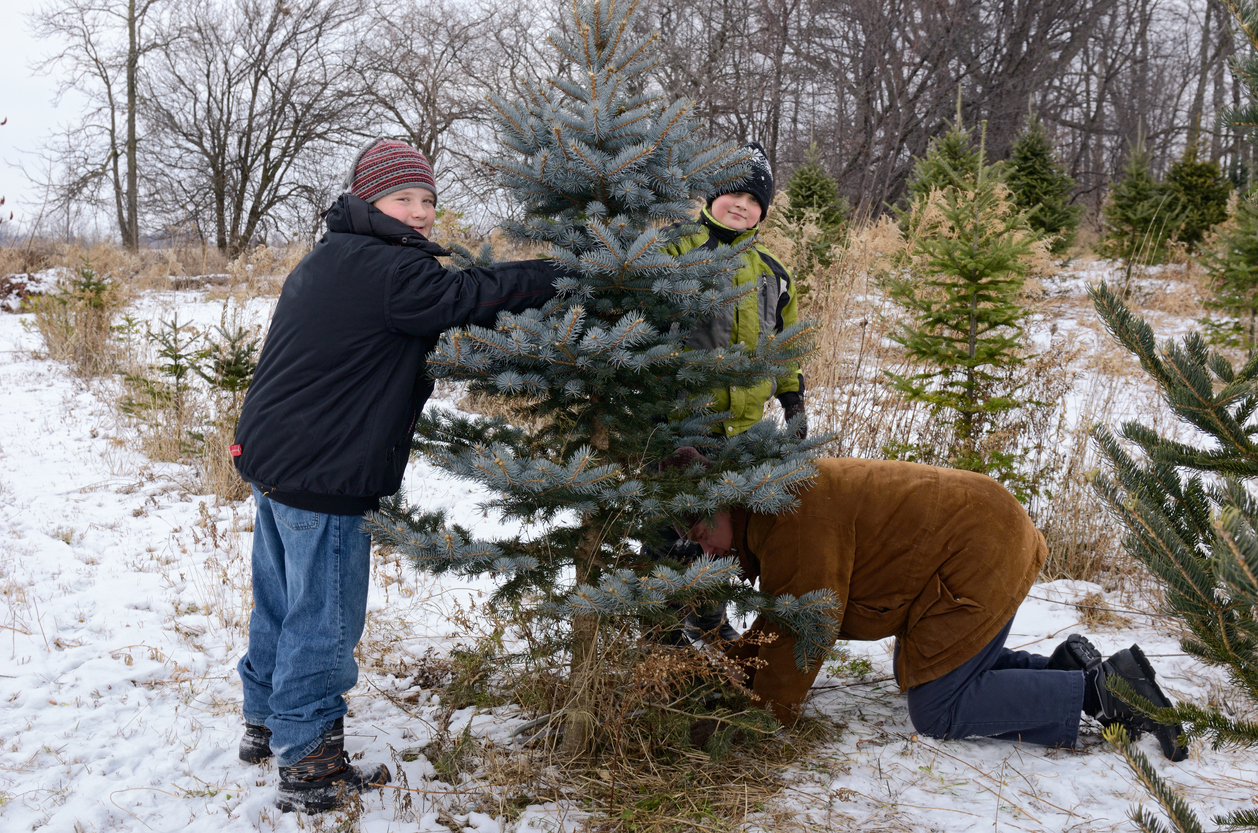 Cutting Down Your Own Christmas Tree Car Reviews and Tips